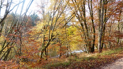 Forêt deTronçais 2014